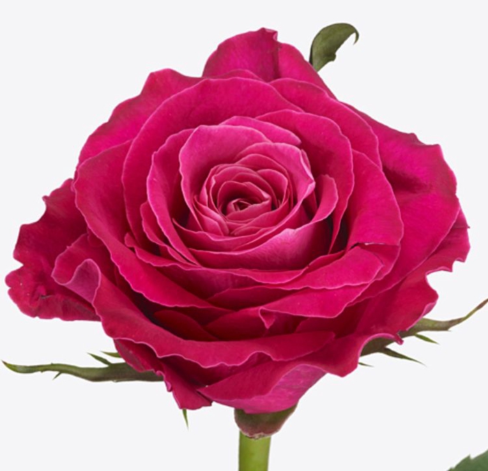Rosa Moviestar