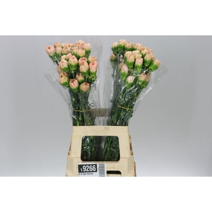 Di St Lege Marrone BD