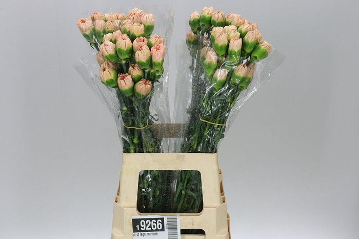 <h4>Di St Lege Marrone BD</h4>