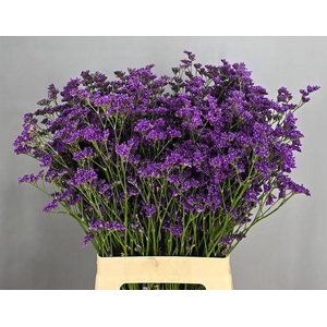 Limonium Kansas Blue Tonie