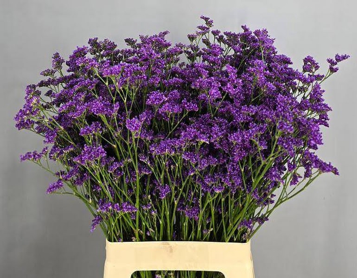 <h4>Limonium Kansas Blue Tonie</h4>