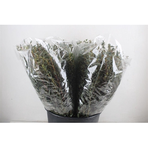 Euca Parvifolia Short 150gr P Bunch