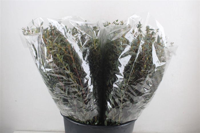 <h4>Euca Parvifolia Short 150gr P Bunch</h4>