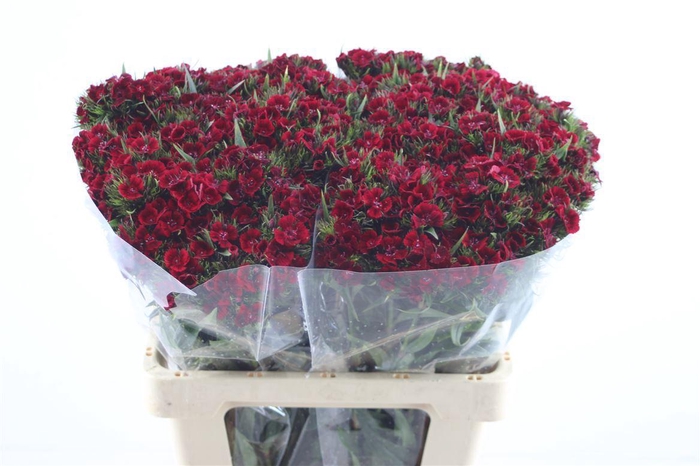 <h4>Di Barb Bordeaux</h4>