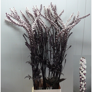 ACTAEA SIM BRUNETTE