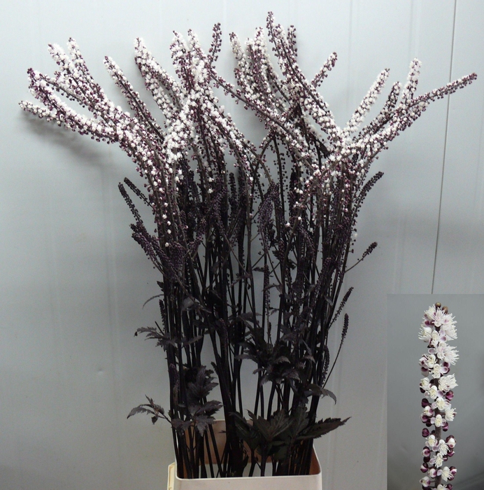 <h4>ACTAEA SIM BRUNETTE</h4>