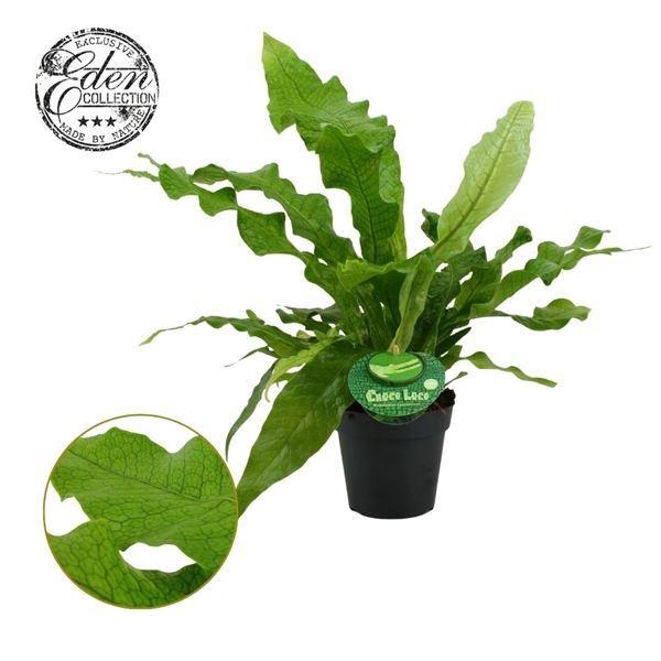 <h4>MICROS M CROCODYLLUS</h4>