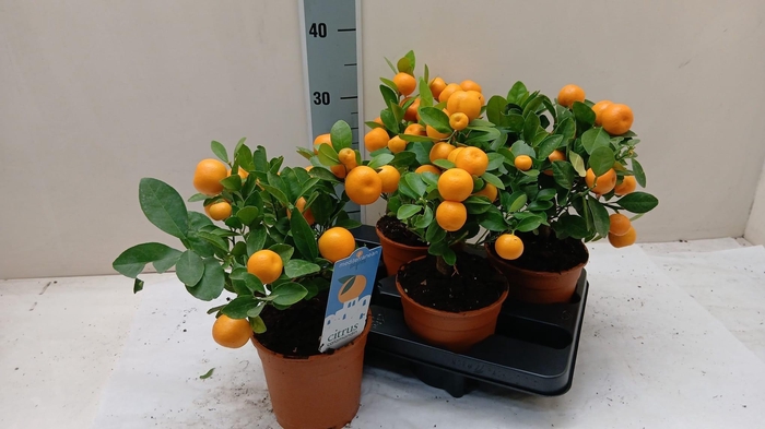 <h4>CITR MICROCARPA</h4>