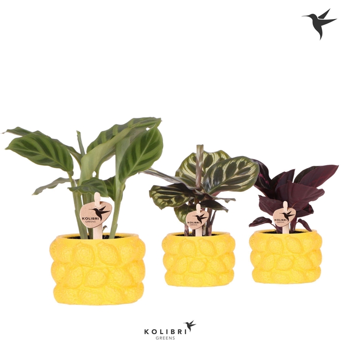 <h4>Kolibri Greens Calathea mix in Citrus pot yellow</h4>