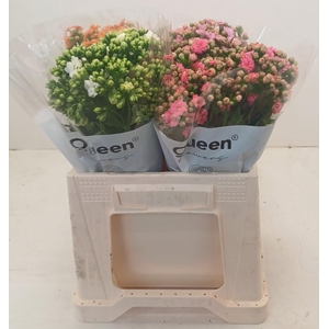 PROMO Kalanchoe gemengd in emmer