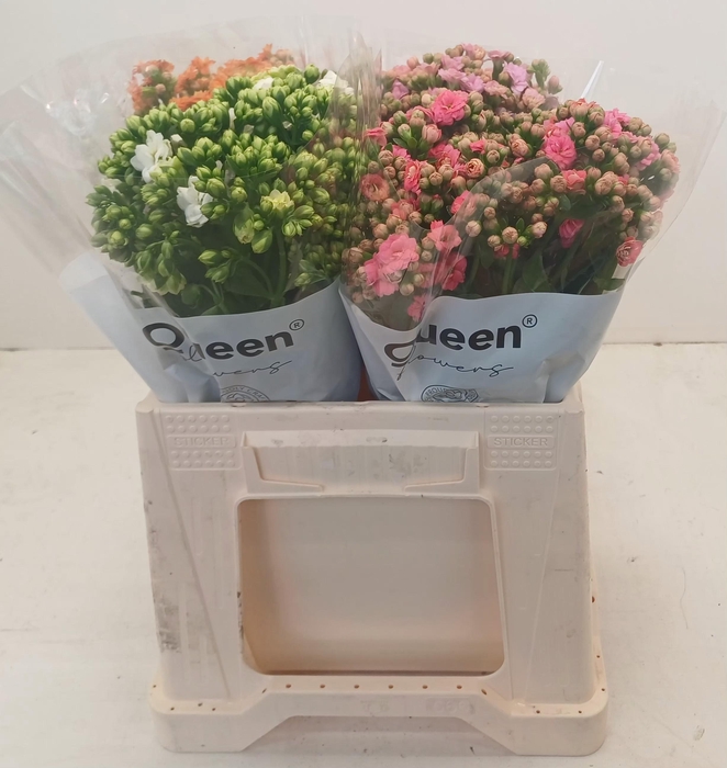 <h4>PROMO Kalanchoe gemengd in emmer</h4>
