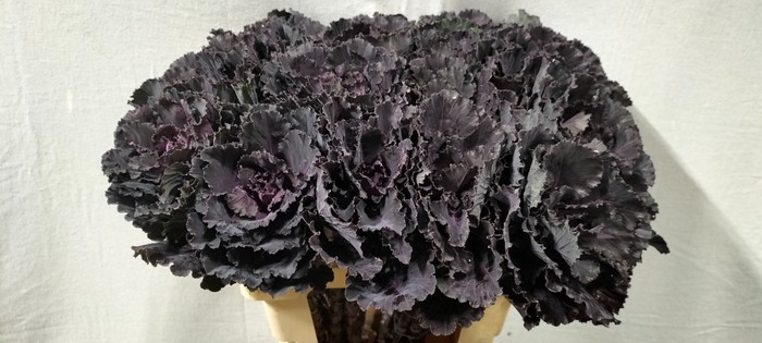 <h4>BRASS BLACK LEAF</h4>