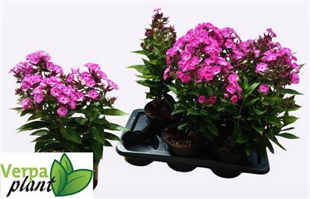 <h4>Phlox P Famous L Pur</h4>