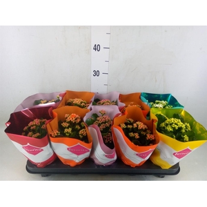 Kalanchoe blos. 'Perfecta'  ..mix 5