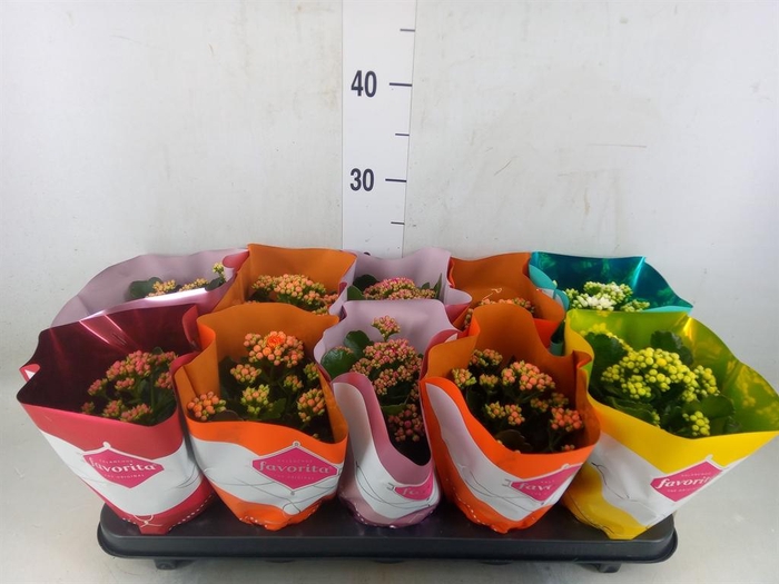 <h4>Kalanchoe blos. 'Perfecta'  ..mix 5</h4>