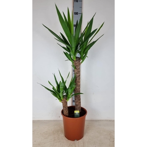 YUC ELEPHANTIPES