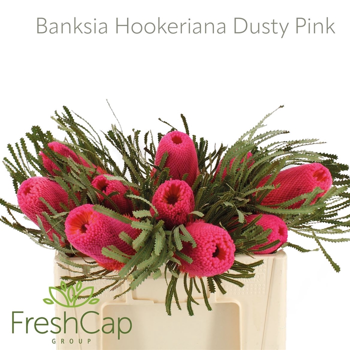 <h4>Banksia Hookeriana Dusty Pink</h4>