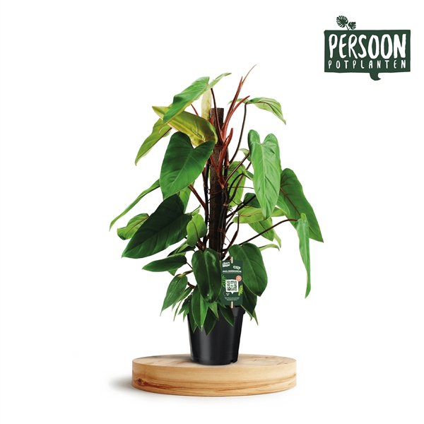 <h4>Philodendron Red Emerald Kratiste</h4>