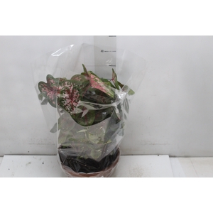 CALADIUM VARIADO C21