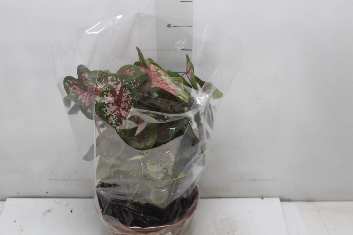 CALADIUM VARIADO C21