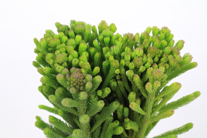 <h4>Kaaps Groen Albigreen</h4>