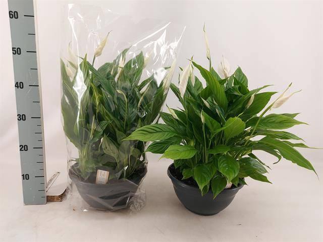 <h4>SPATH CHOPIN</h4>