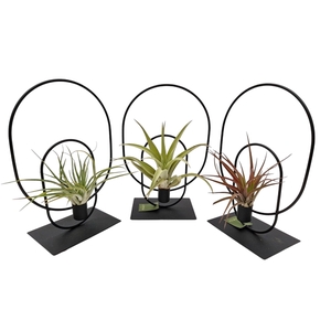 Tillandsia Venn Frame