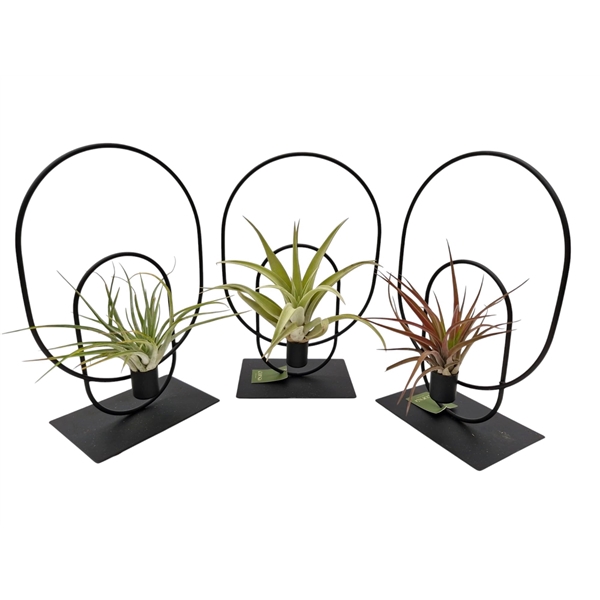 <h4>Tillandsia Venn Frame</h4>