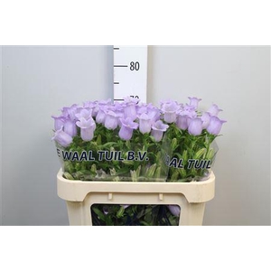 Camp M Champion Lavender