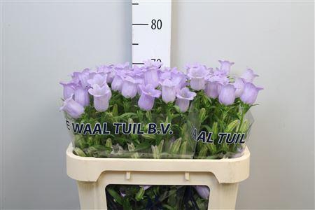 <h4>Camp M Champion Lavender</h4>