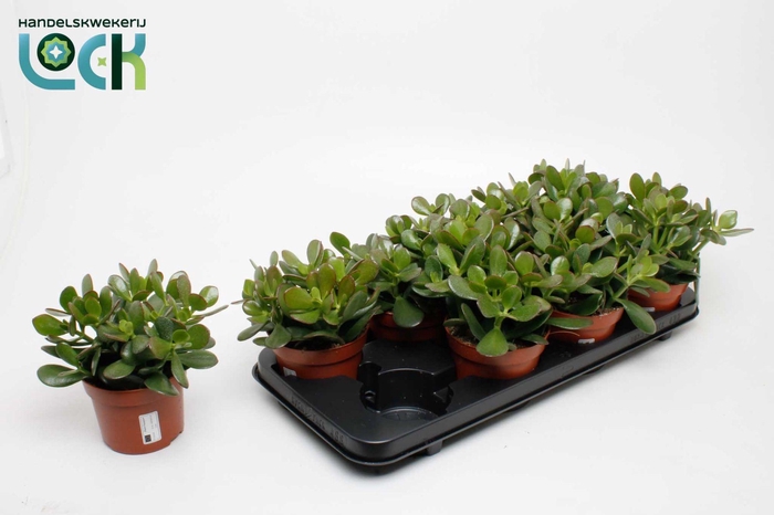 <h4>CRASS OVATA</h4>