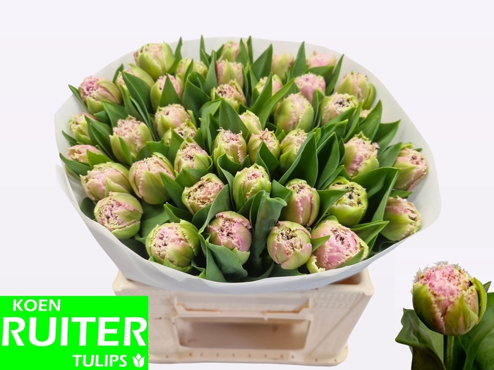 <h4>TU FR CAIRNS</h4>