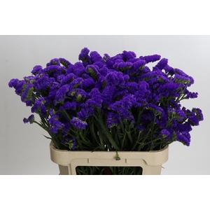 Limonium Marina Violet