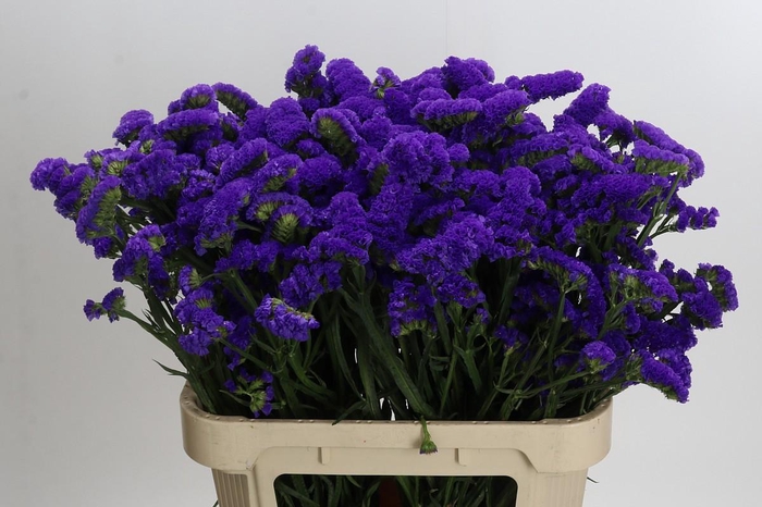 <h4>Limonium Marina Violet</h4>