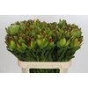 Leucadendron Goldstrike