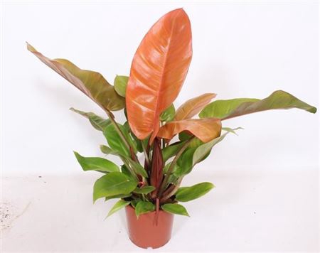 Philodendron Prince Of Orange P17