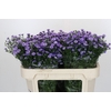 Aster Baby Blue