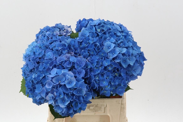 <h4>Hydr M Bela Bl</h4>