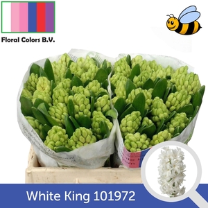 HYAC WHITE KING