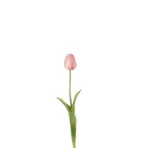 Tulipa 46cm