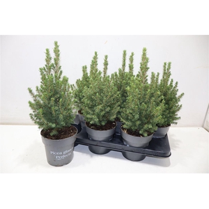 Picea Gl Perfecta