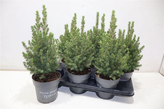 <h4>Picea Gl Perfecta</h4>