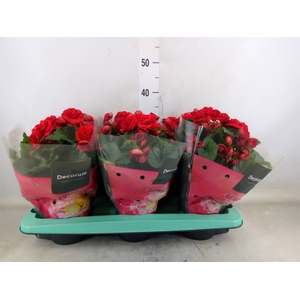 Begonia elat. DU 'Baladin'