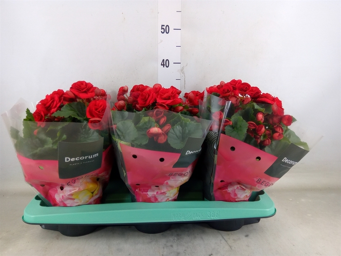 <h4>Begonia elat. DU 'Baladin'</h4>
