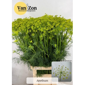 ANET GRAVEOLENS
