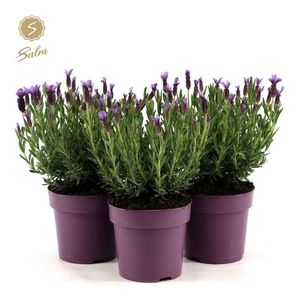 Lavandula st. 'Anouk'® Collection P15
