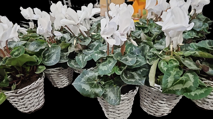 Cyclamen mix in Marrakesh gold copper mix