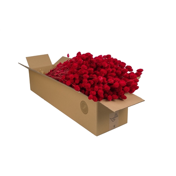 <h4>Droogbloemen-Phalaris Red</h4>