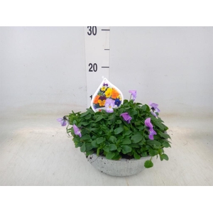 Viola corn.   ...mix