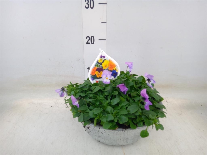 <h4>Viola corn. ...mix</h4>